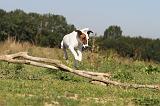 FOX TERRIER POIL LISSE 138